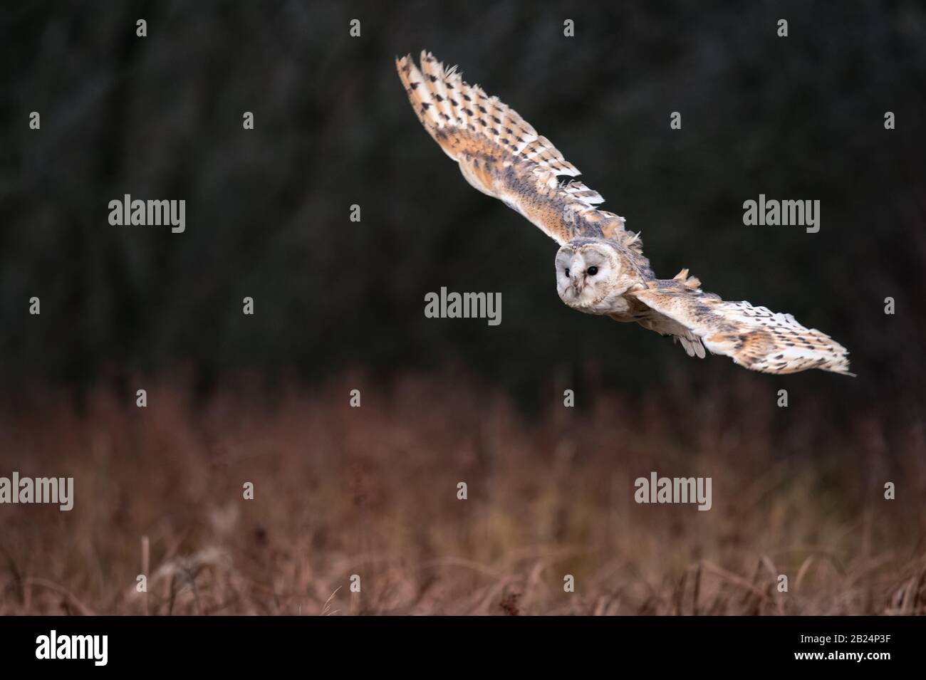 Barn Owl (Tieto Alba) im Flug. Eule, die in weichem Morgenlicht über die Herbstwiese fliegt. Action-Fotos aus der Natur, Tschechien. Stockfoto