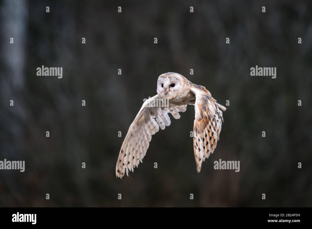 Barn Owl (Tieto Alba) im Flug. Eule, die in weichem Morgenlicht über die Herbstwiese fliegt. Action-Fotos aus der Natur, Tschechien. Stockfoto