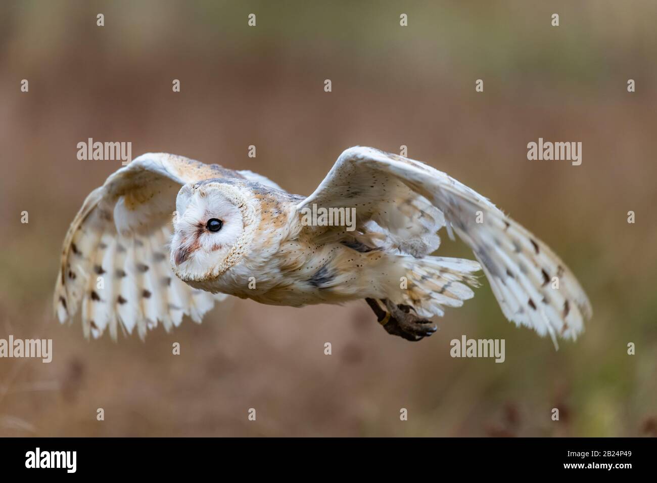 Barn Owl (Tieto Alba) im Flug. Eule, die in weichem Morgenlicht über die Herbstwiese fliegt. Action-Fotos aus der Natur, Tschechien. Stockfoto