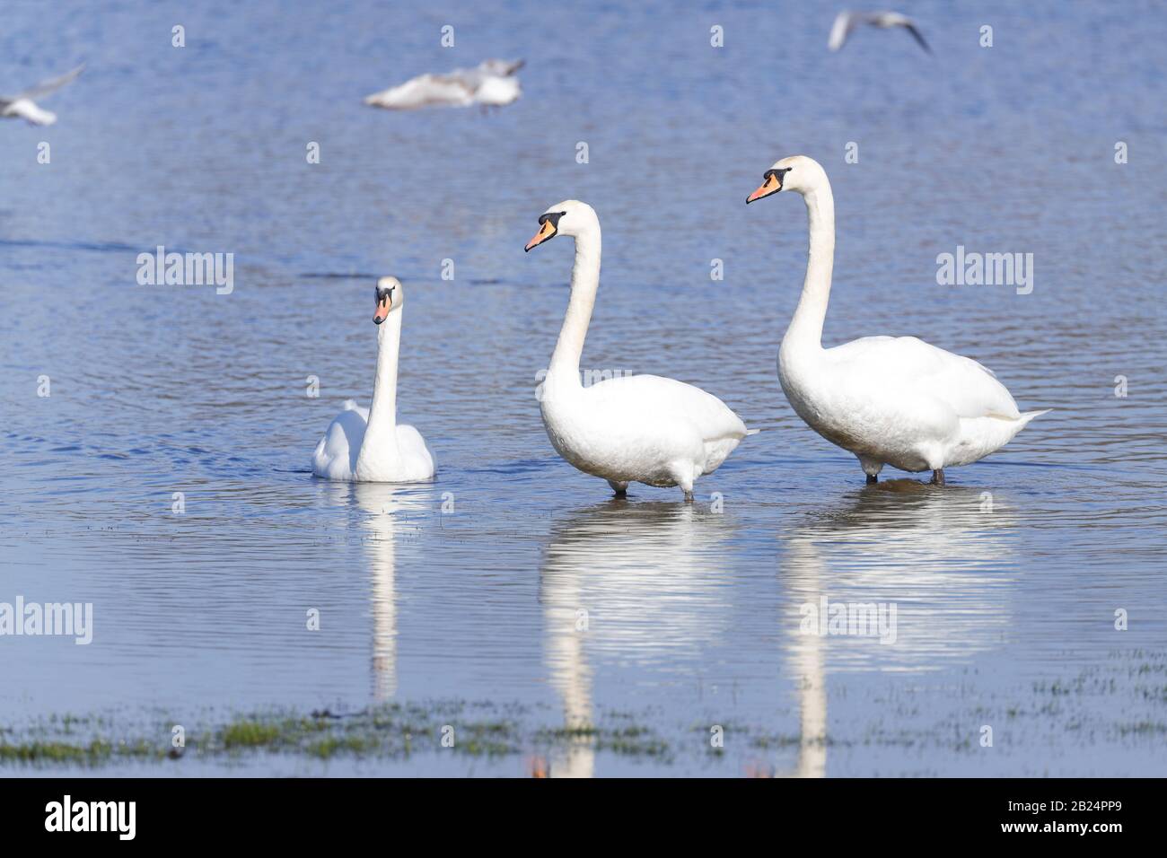 Mute Swans (Cygnus Olor) dominieren ein Feld in Castleford, West Yorkshire, nachdem der Fluss Calder während der jüngsten Stürme an den Ufern platzte. Stockfoto