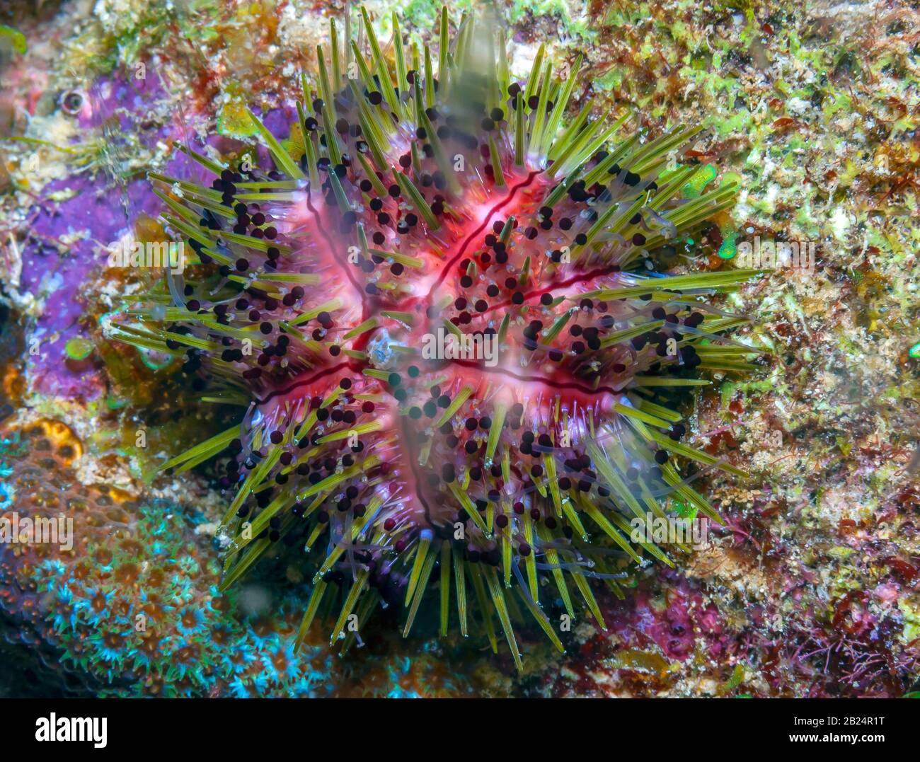 Seeigel sind typischerweise Stachelschweine, Kugeltiere, Stachelhäuter in der Klasse Echinoidea Stockfoto