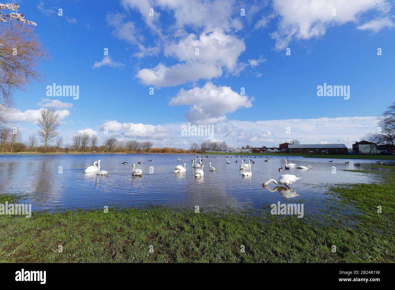 Ein überflutetes Feld in Castleford wird von Mute Swans (Cygnus Olor) dominiert, nachdem häufige Stürme in ganz Großbritannien Überschwemmungen verursachten Stockfoto