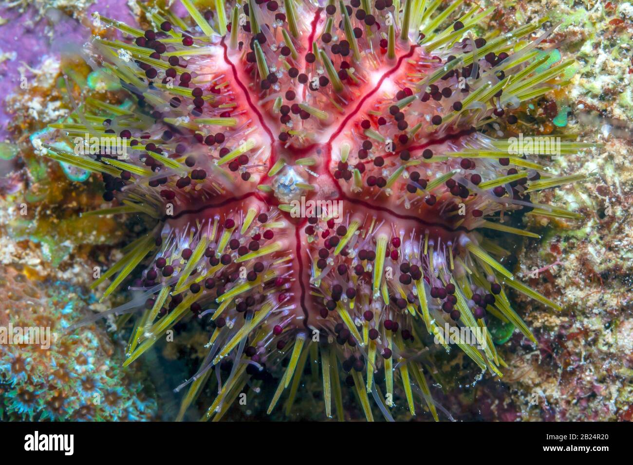 Seeigel sind typischerweise Stachelschweine, Kugeltiere, Stachelhäuter in der Klasse Echinoidea Stockfoto