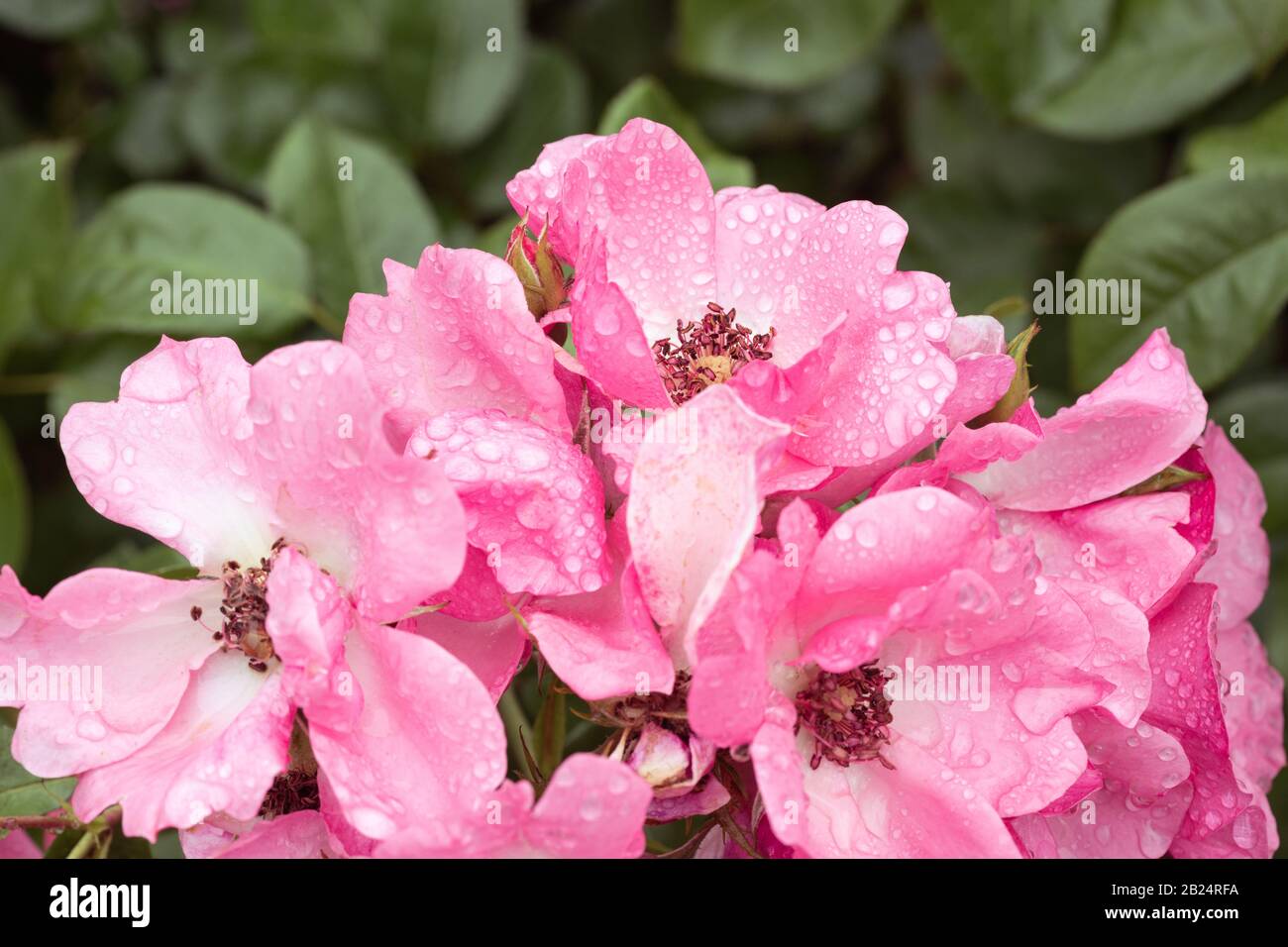 Bunch von Pink Roses mit Wassertropfen vor Grünem Hintergrund Stockfoto