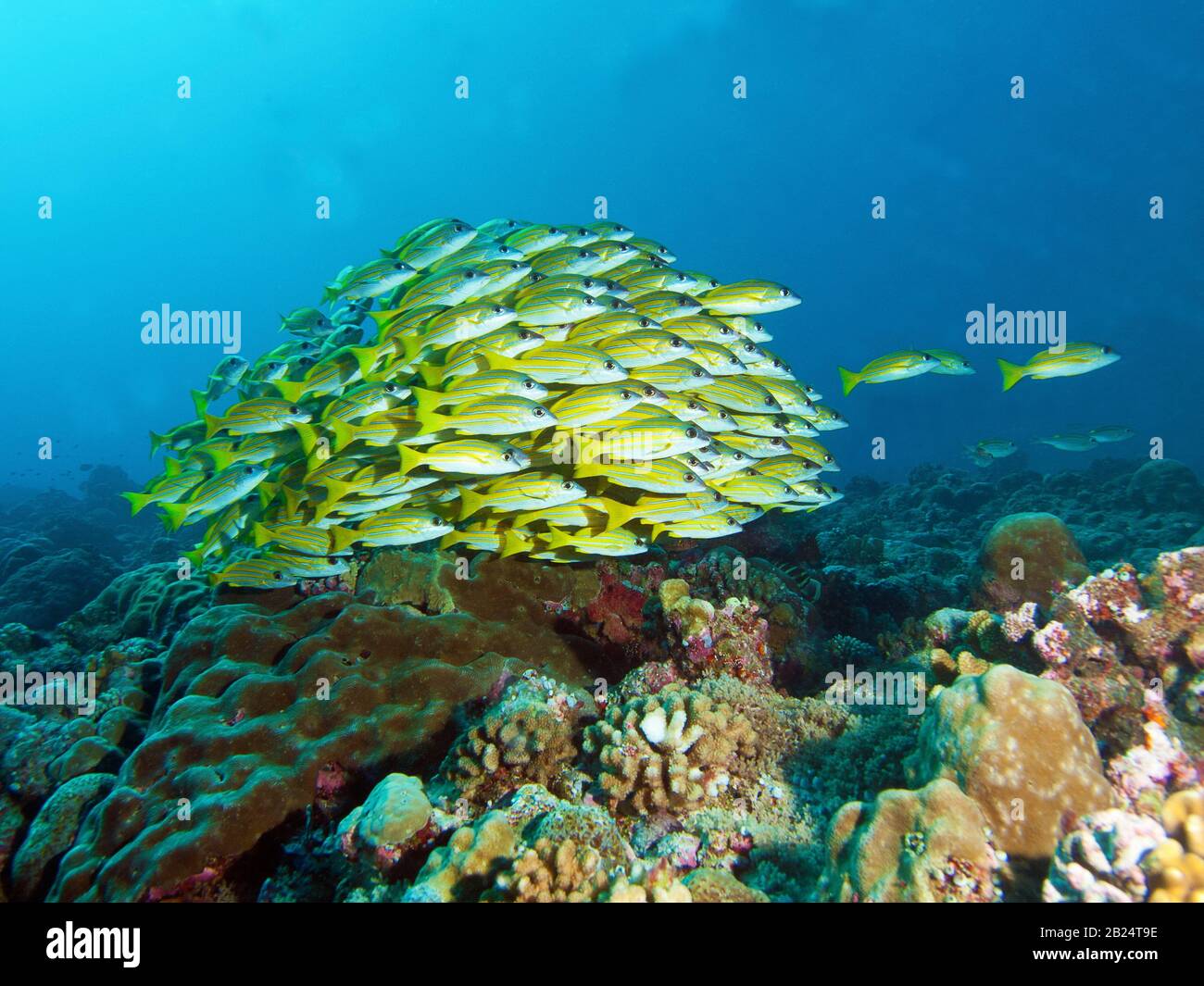 Fischschule, Bluestrife Snapper an einem Korallenriffe in Palau, Mikronesien. Unterwasserfotografie am wunderschönen Korallenriffe. Stockfoto