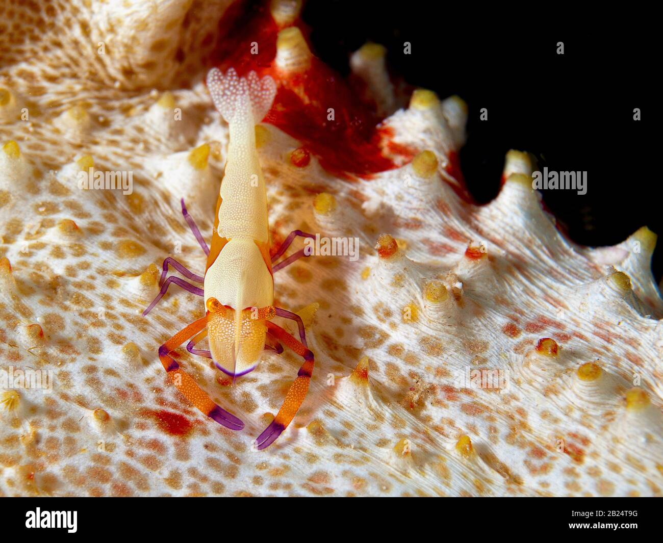 Nahaufnahme einer kleinen Garnele, die auf einem Seesaucumber lebt. Unterwasserpic, aufgenommen durch Tauchen in Raja Ampat, West-Papua, Indonesien. Stockfoto