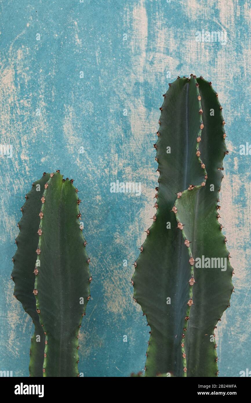 Detail von Kaktus in Aqua-Menthentönen Stockfoto