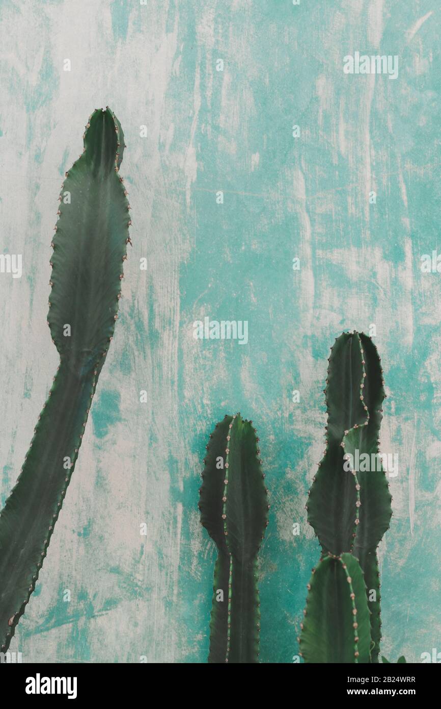 Detail von Kaktus in Aqua-Menthentönen Stockfoto