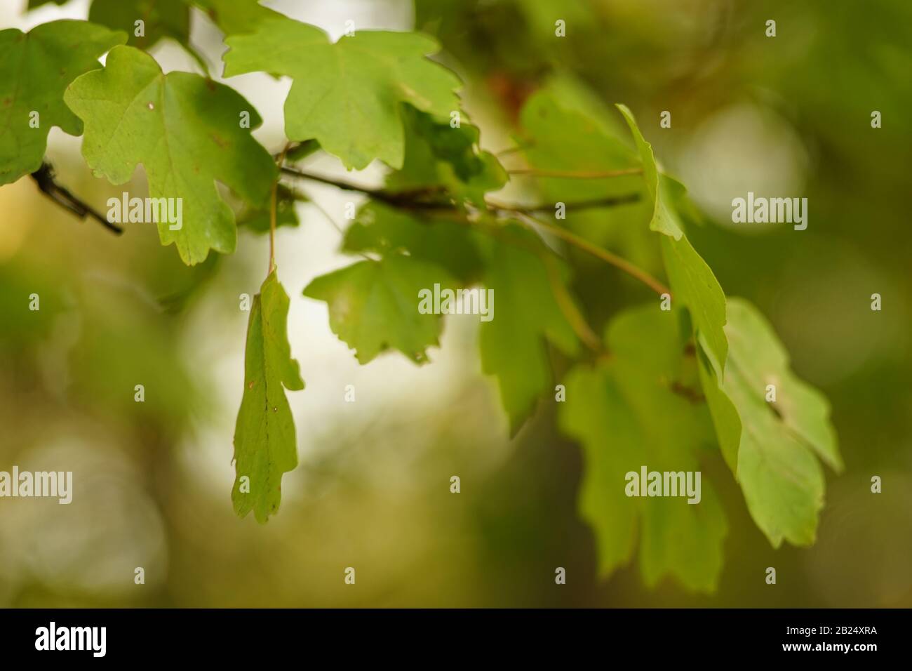 Grüne Eichenblätter wachsen auf einem Baumzweig in der Nähe. Stockfoto