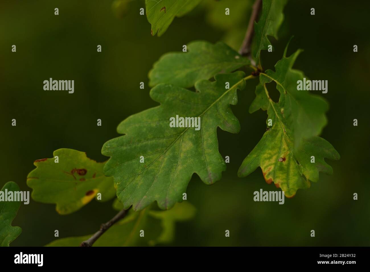 Grüne Eichenblätter wachsen auf einem Baumzweig auf dunklem Grund in der Nähe. Stockfoto