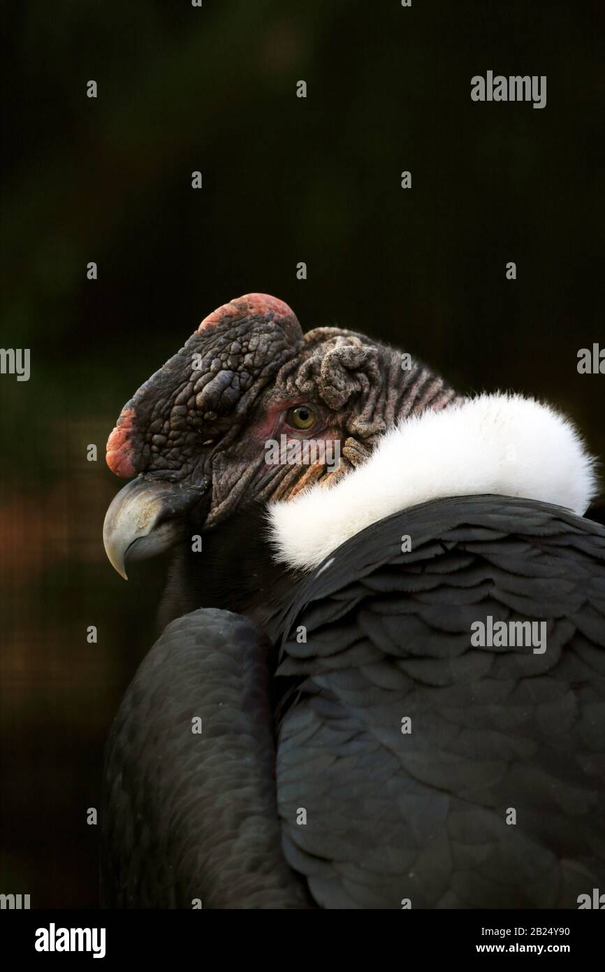 Ein männlicher Andenkondor, Vultur gryphus, im Porträt. Bergen County Zoo, Van Saun Park, Paramus, New Jersey, USA Stockfoto