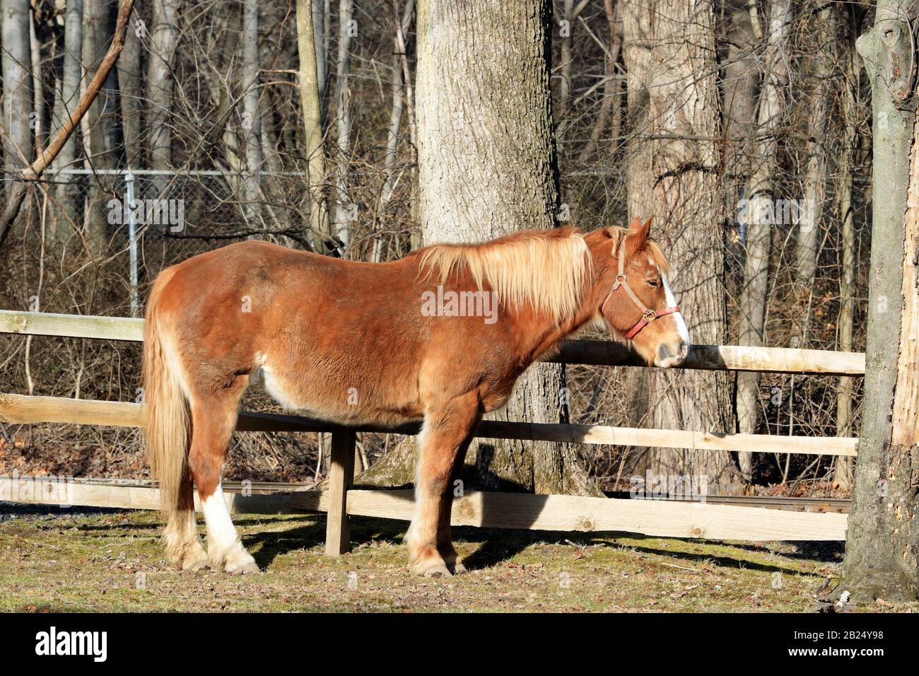 Ein Belgien Draft-Pferd. Bergen County Zoo, Van Sun Park, New Jerseyt, USA Stockfoto