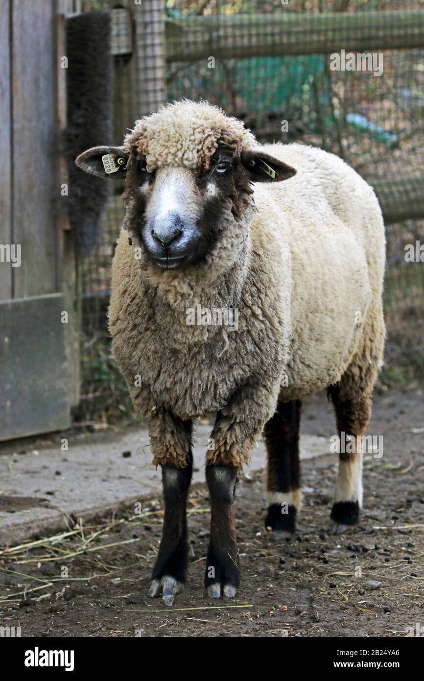 Schafe im Bergen County Zoo, Vam Saun Park, Paramus, New Jersey, USA Stockfoto