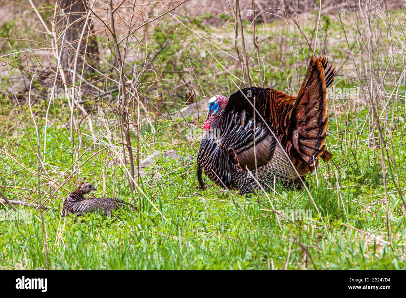 Eine wilde türkei fotografierte in Massachusetts Stockfoto