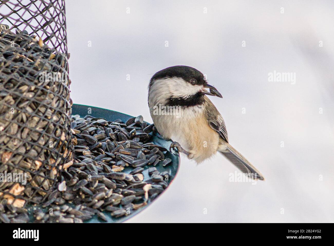 Ein schwarz gekappter Kicheraufstrich Stockfoto Ein schwarz gekappter Kicheraufstrich Stockfoto