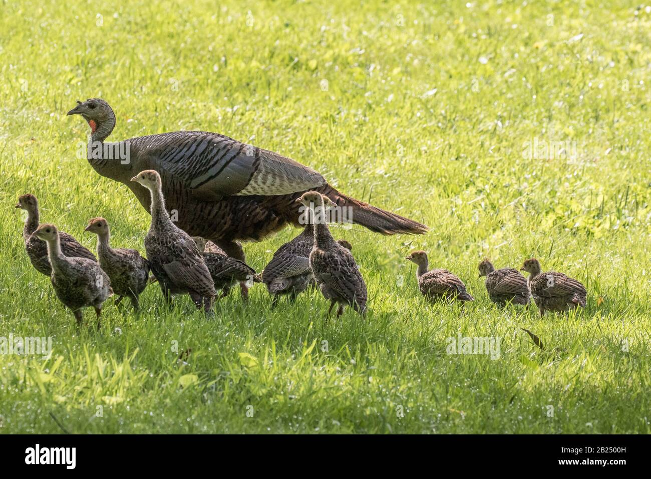 Eine wilde türkei mit ihren Baby-Küken Stockfoto
