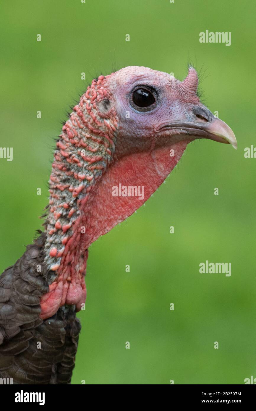Eine wilde türkei fotografierte in Massachusetts Stockfoto