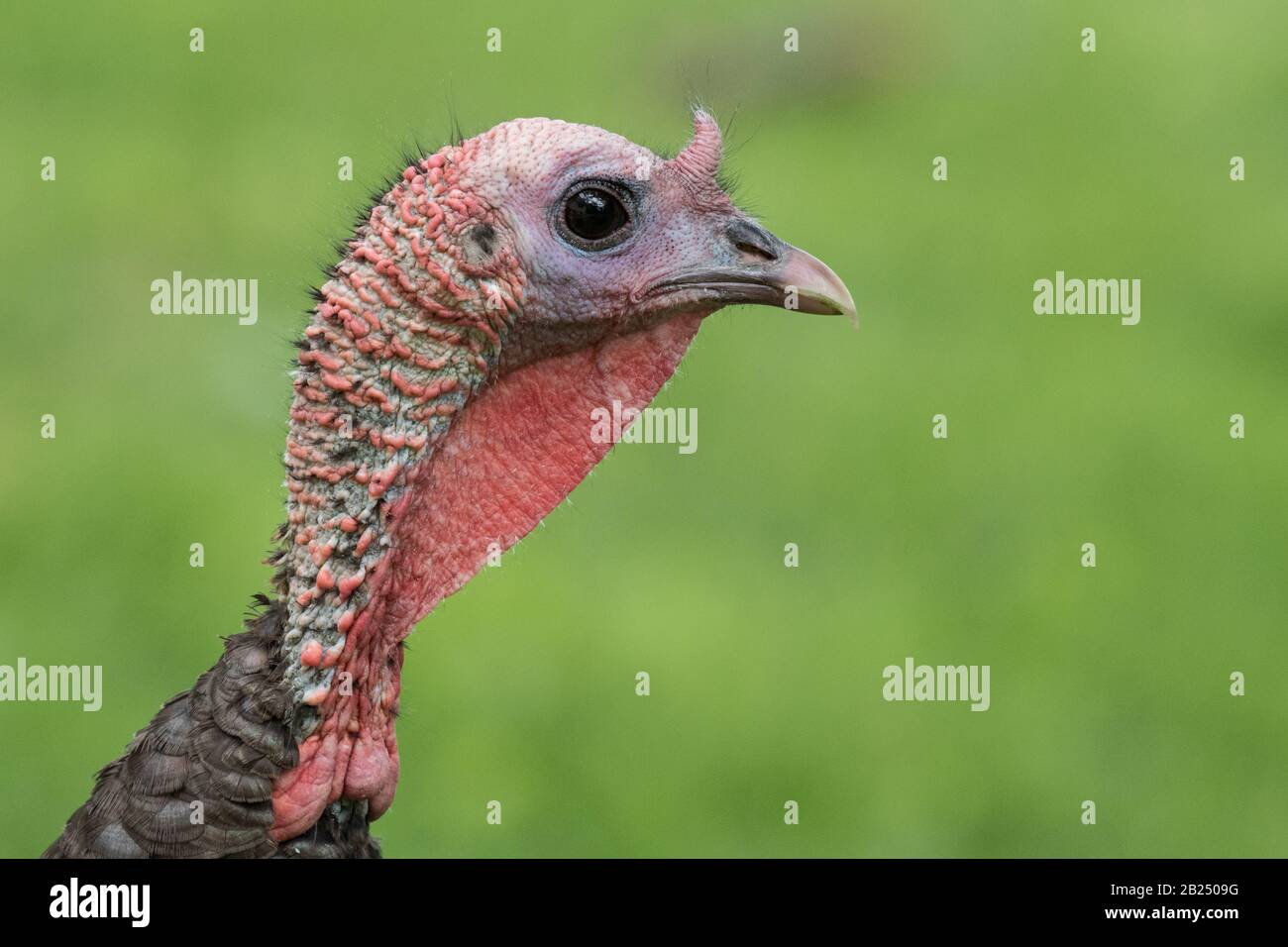 Eine wilde türkei fotografierte in Massachusetts Stockfoto