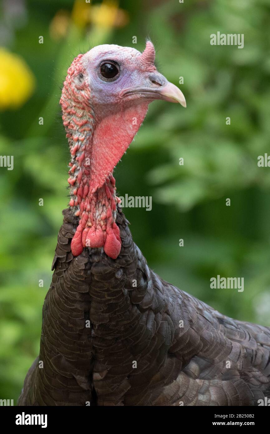 Eine wilde türkei fotografierte in Massachusetts Stockfoto