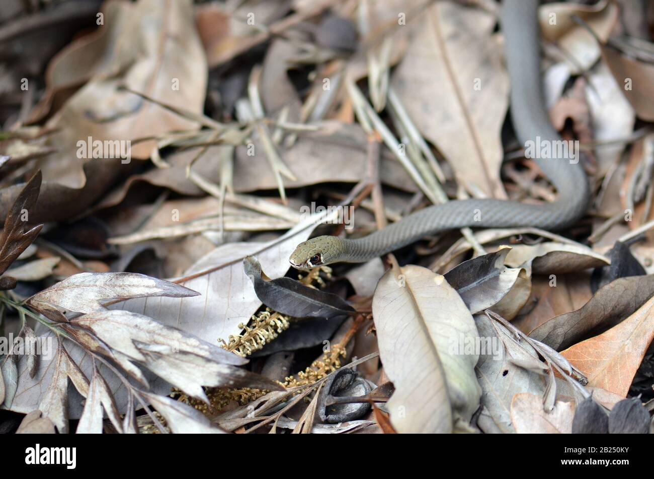 Australischer Einheimischer kleiner Venom, die Gelbe Peitschen-Schlange, Demansia Psammophis, Familie Elapiden, in Blattwurf eines Sydney-Gartens, NSW, Au Stockfoto