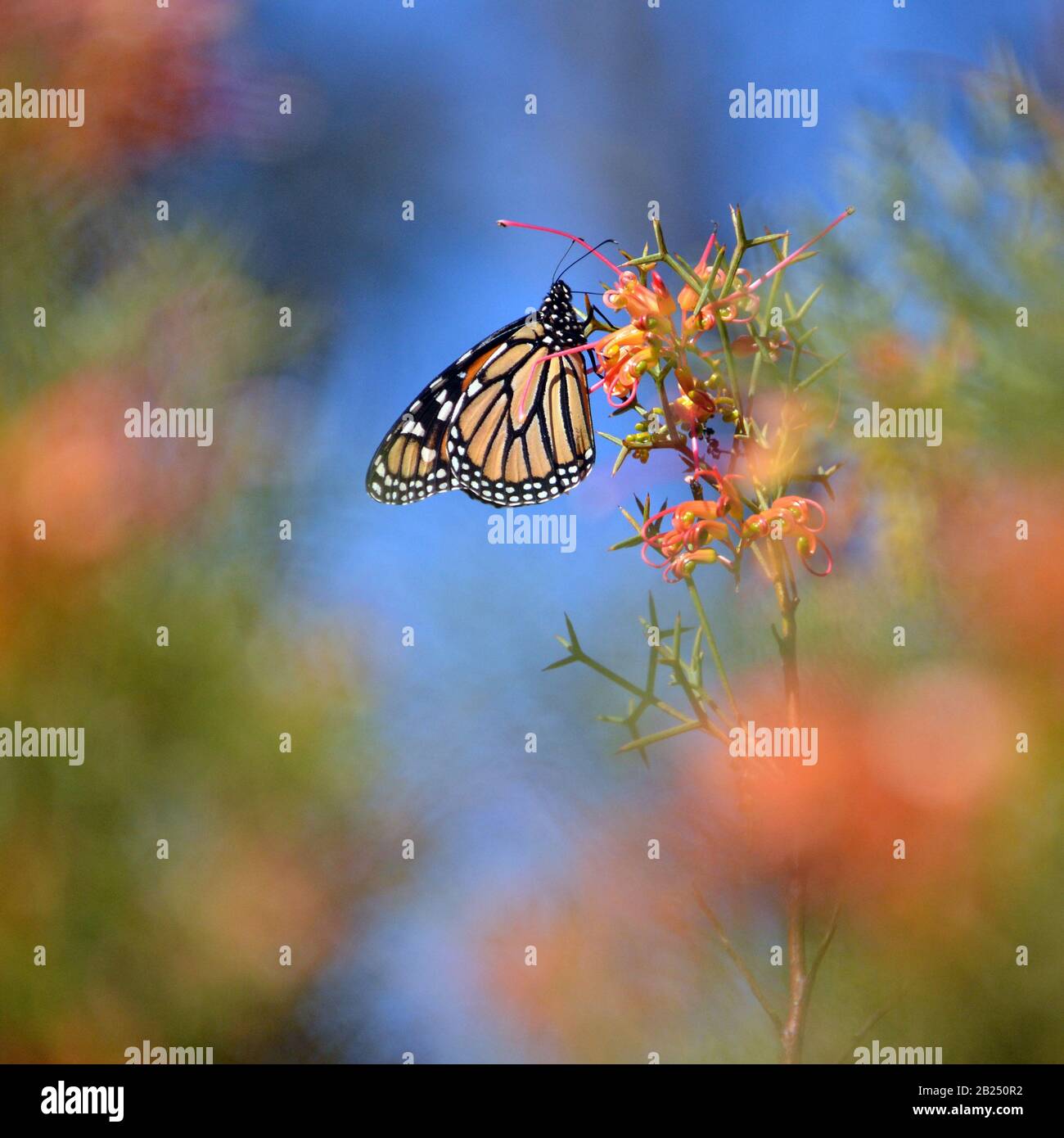 Monarch Butterfly, Danaus Plexippus, Familie Nymphalidae, die sich von einem roten Australier Grevillea ernähren. Auch als Wanderer Schmetterling bekannt. Stockfoto