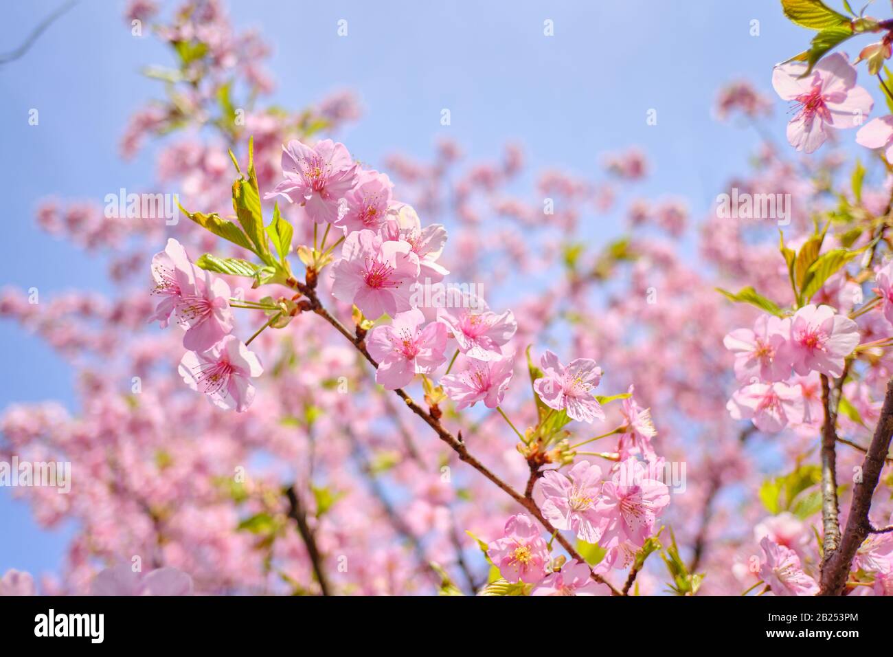 Rosa Pflaumenblüte in einem Frühlings-Garten in Japan. Stockfoto