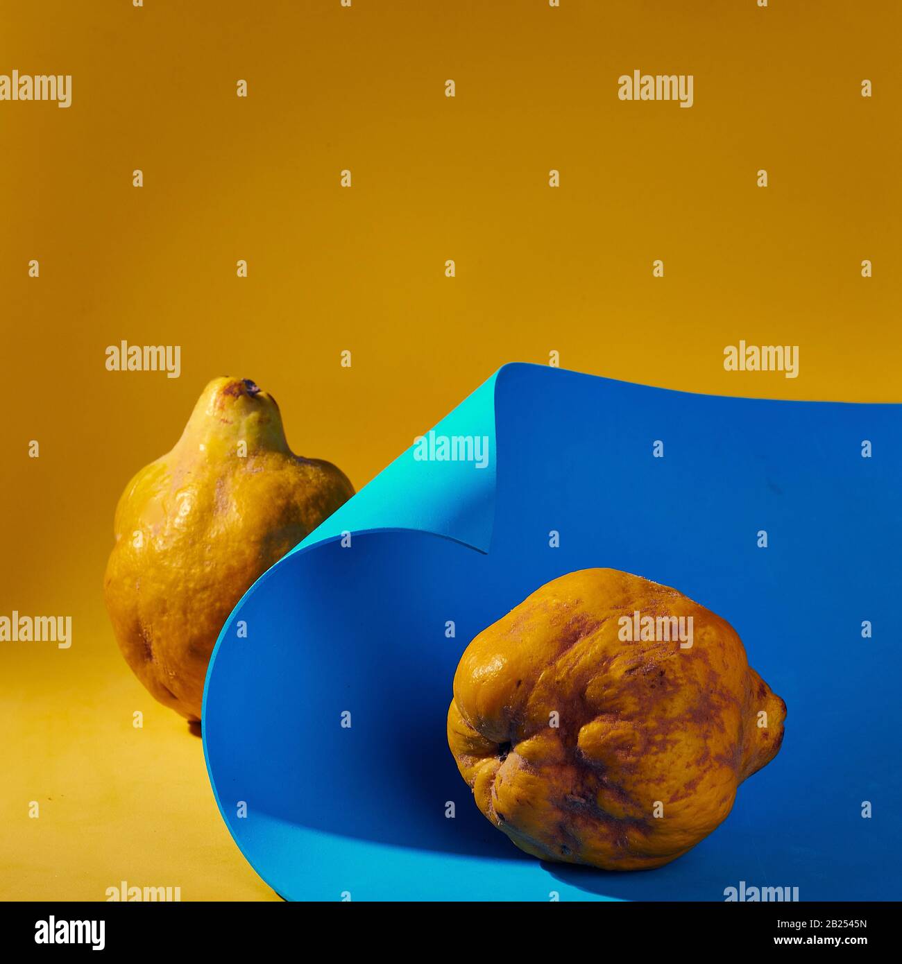 Große gelbe Quinzfrüchte auf Vertragshintergrund Stockfoto