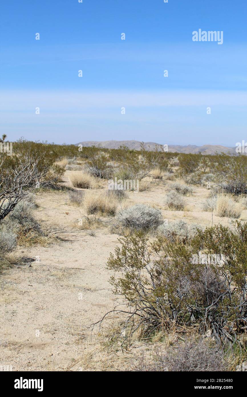 Einheimische Pflanzen der südlichen Mojave-Wüste helfen, Wasser durch  klimaspezifische Anpassung zu erhalten, und benötigen selten zusätzliche  Feuchtigkeit, um zu überleben Stockfotografie - Alamy