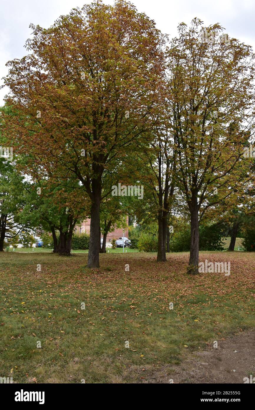 Hohe Bäume im Park, von denen verblassene Blätter auf das Gras fallen Stockfoto