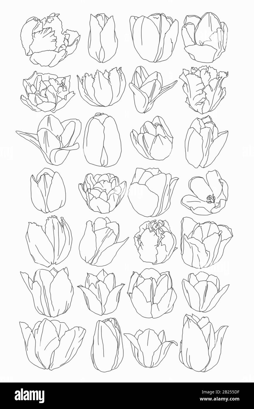 Antike botanische Zeichnungen von Frühlingsblumen. Rosen, Ponys und Tulpen, perfekt für Plakate und Logos. Stock Vektor