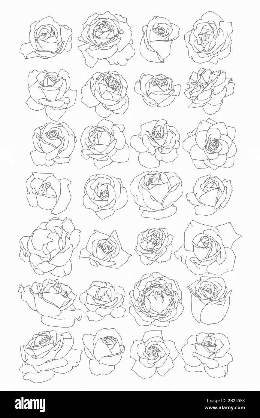 Antike botanische Zeichnungen von Frühlingsblumen. Rosen, Ponys und Tulpen, perfekt für Plakate und Logos. Stock Vektor