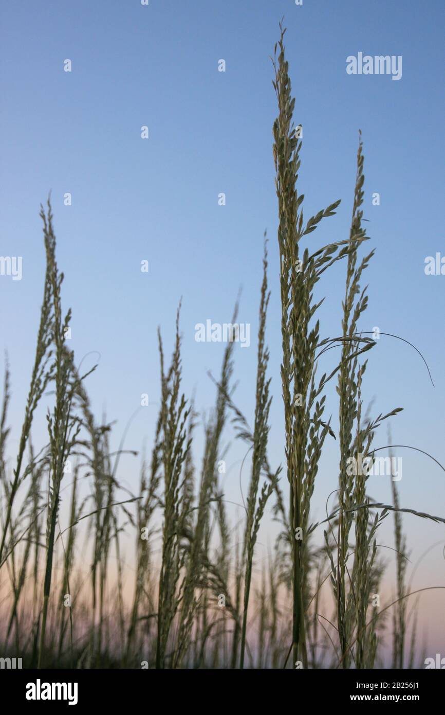 Sea Oats und Sunset in Jacksonville Beach, Florida Stockfoto