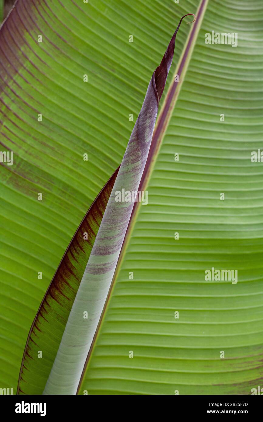 Ensente Maurelii Red Abessinian Banana Plant Stockfoto