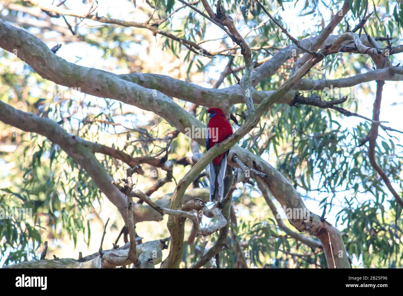 Australischer Crimson Rosella Papagei heimischer Vogel thront im Zweig des Eukalyptus-Zahnfleischbaums Stockfoto