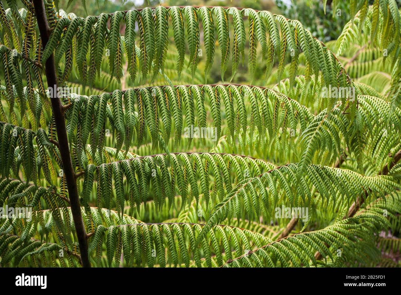 Cyathea dealbata silberfarn Stockfoto