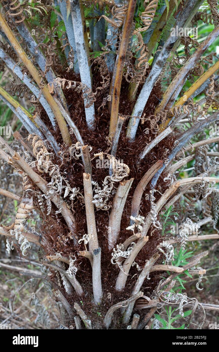 Cyathea dealbata silberfarn Stockfoto