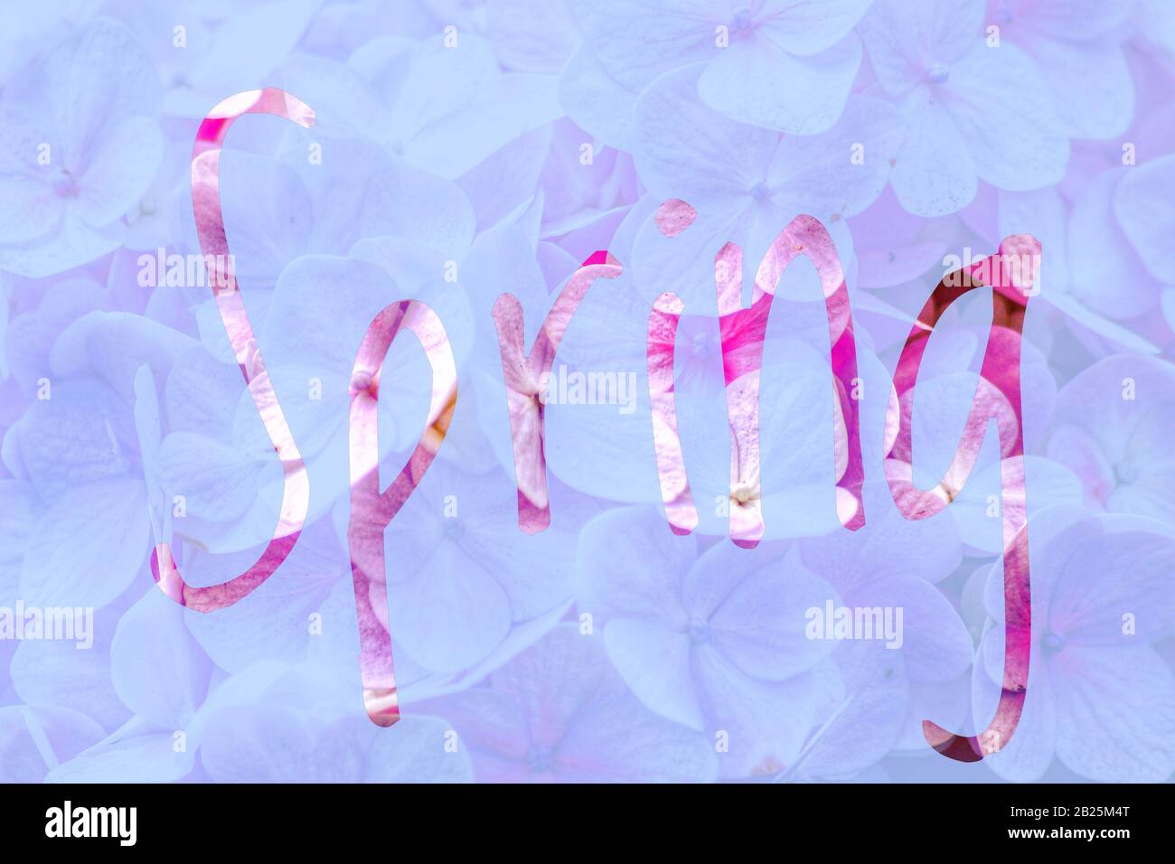 Heller und luftiger Texthintergrund mit Frühlings-Blumenmuster Stockfoto