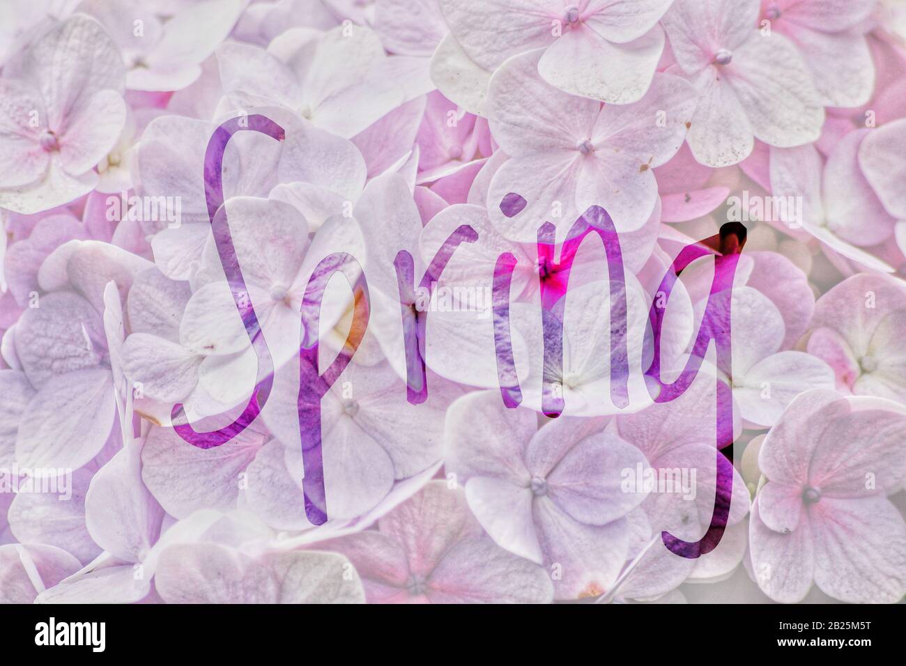 Heller und luftiger Texthintergrund mit Frühlings-Blumenmuster Stockfoto