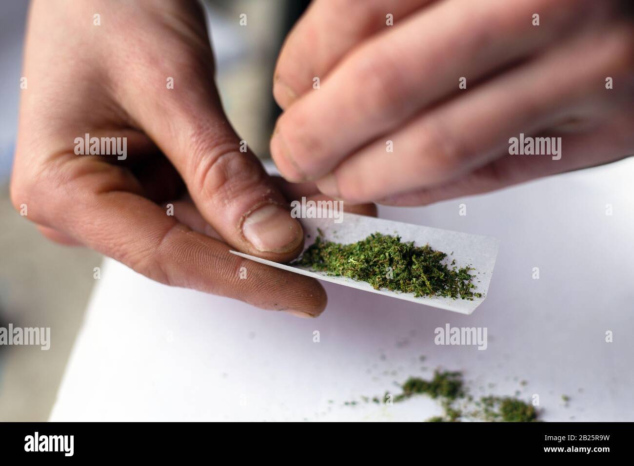 Cannabiskraut rollen, Zigarette mit Marihuana machen, Nahaufnahme. Stockfoto