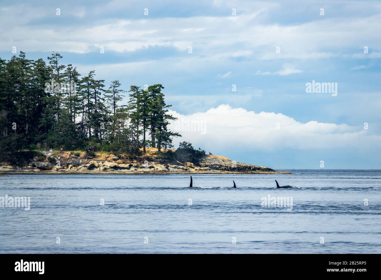 Orcas in Active Pass zwischen den Galiano- und Mayne-Inseln, British Columbia, Kanada Stockfoto