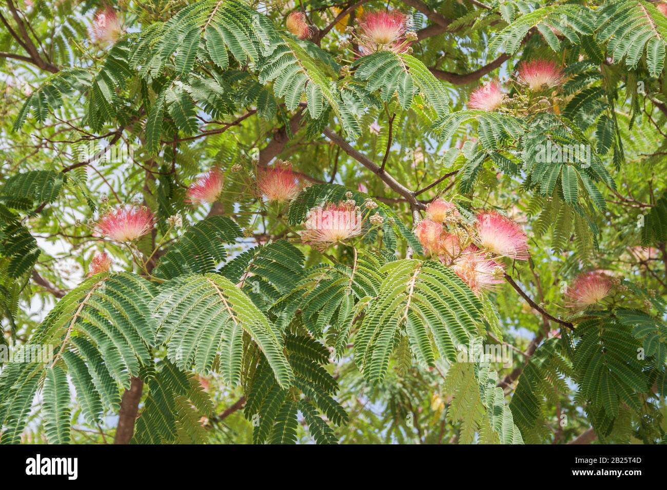 Blühender subtropischer Baum Albizia julibrissin (persischer Seidenbaum, rosafarbener Seidenbaum) Stockfoto