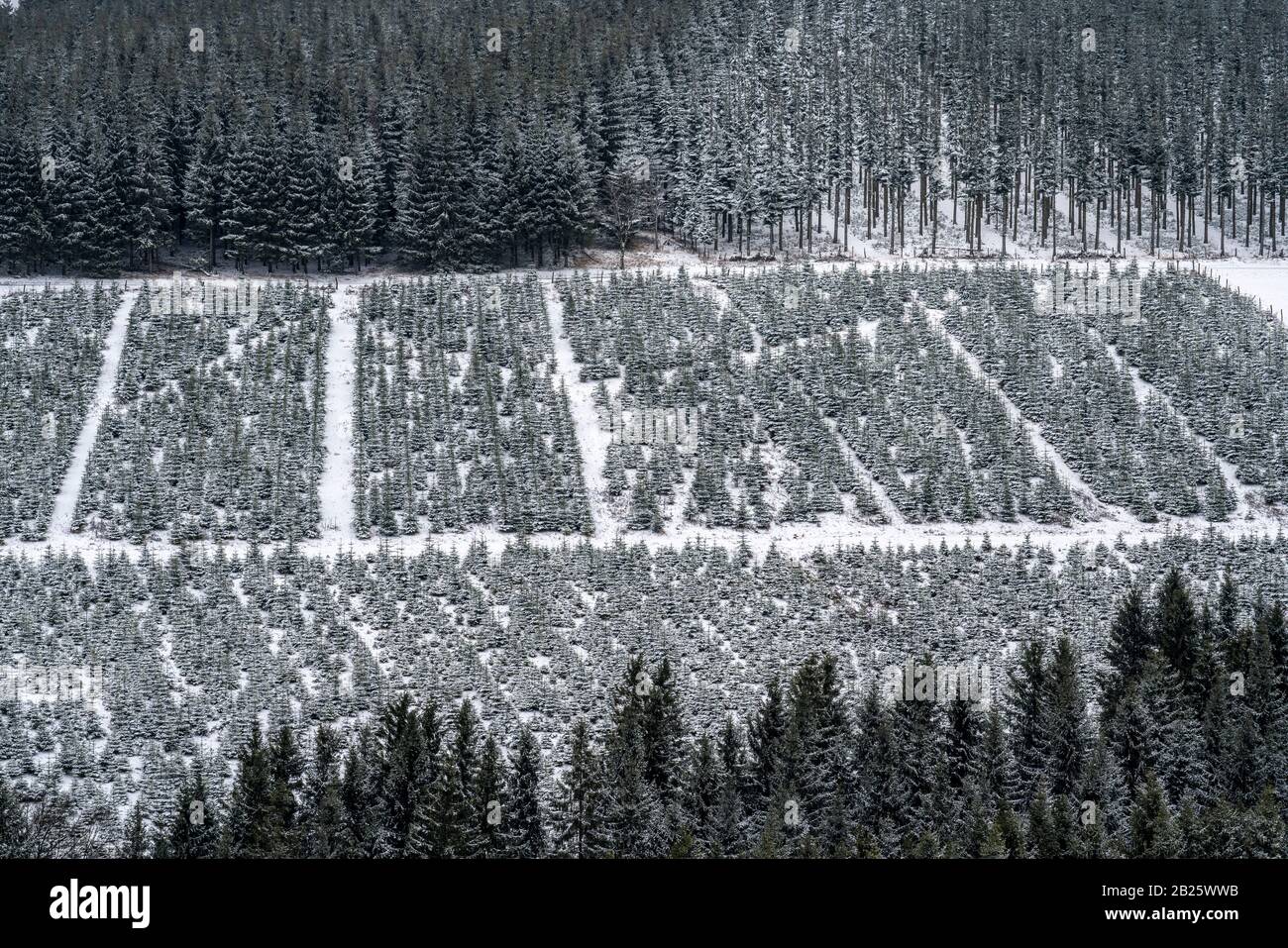 Baumschutz, Weihnachtsbäume, Baumschule, junge Tannen im Winter, Sauerland bei Altastenberg, Stockfoto