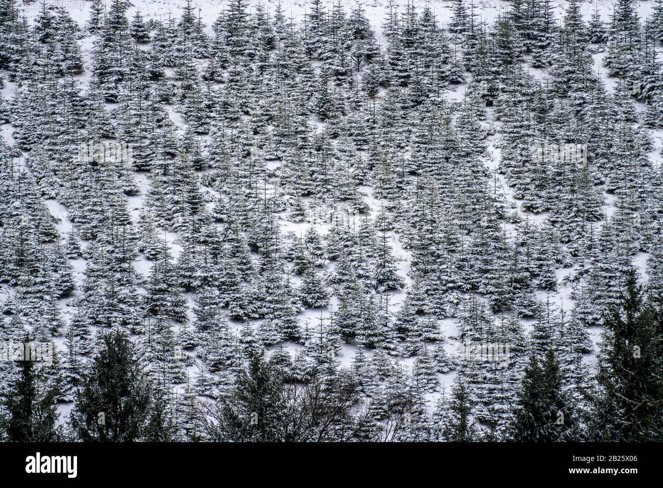 Baumschutz, Weihnachtsbäume, Baumschule, junge Tannen im Winter, Sauerland bei Altastenberg, Stockfoto