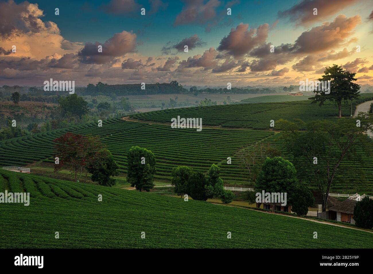 Die Landschaft der Teeplantage in frischer Morgen mit einem schönen Dämmerhimmel in Chiang Rai, Thailand. Stockfoto