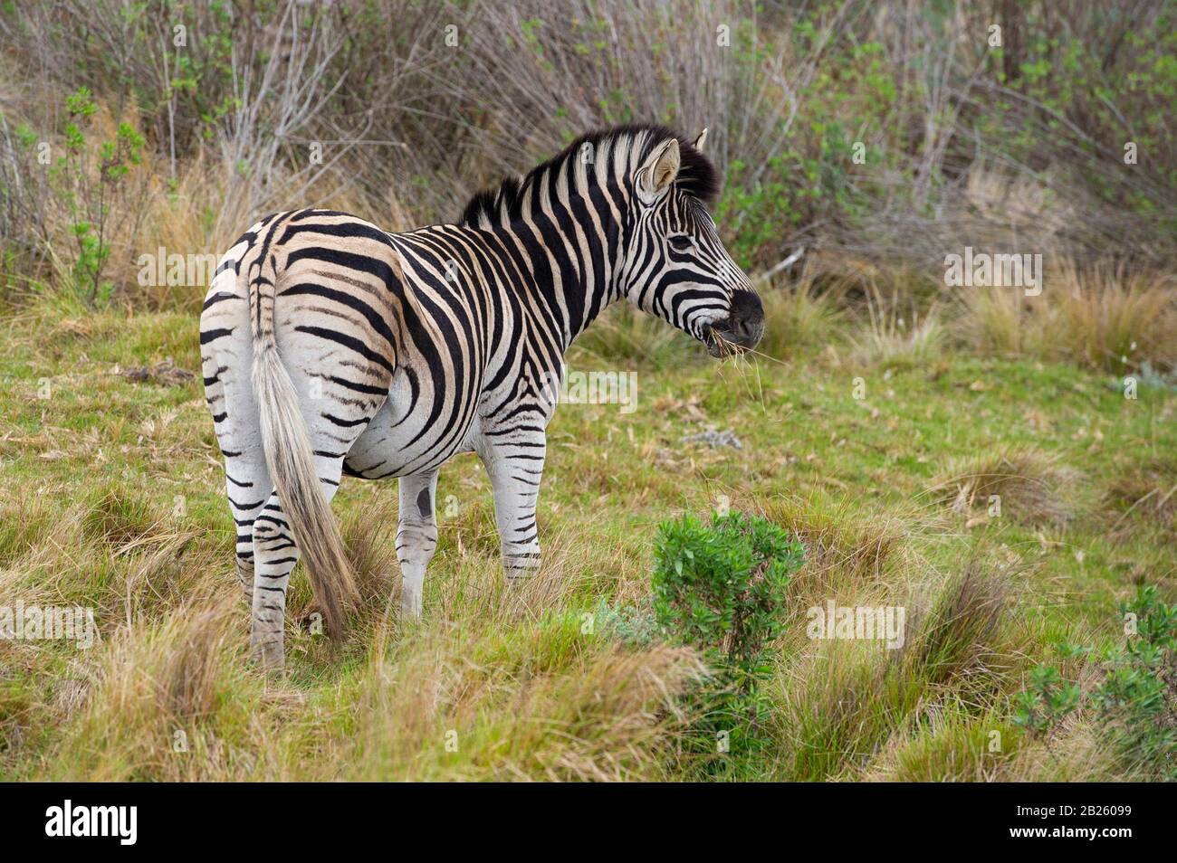 Burchell's Zebra, Equus burchellii Quagga, Gondwana Game Reserve, Südafrika Stockfoto
