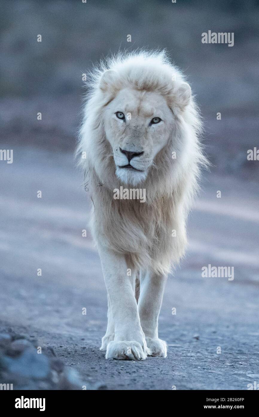 White Lion, Panthera leo, Sanbona Wildlife Reserve, Südafrika Stockfoto