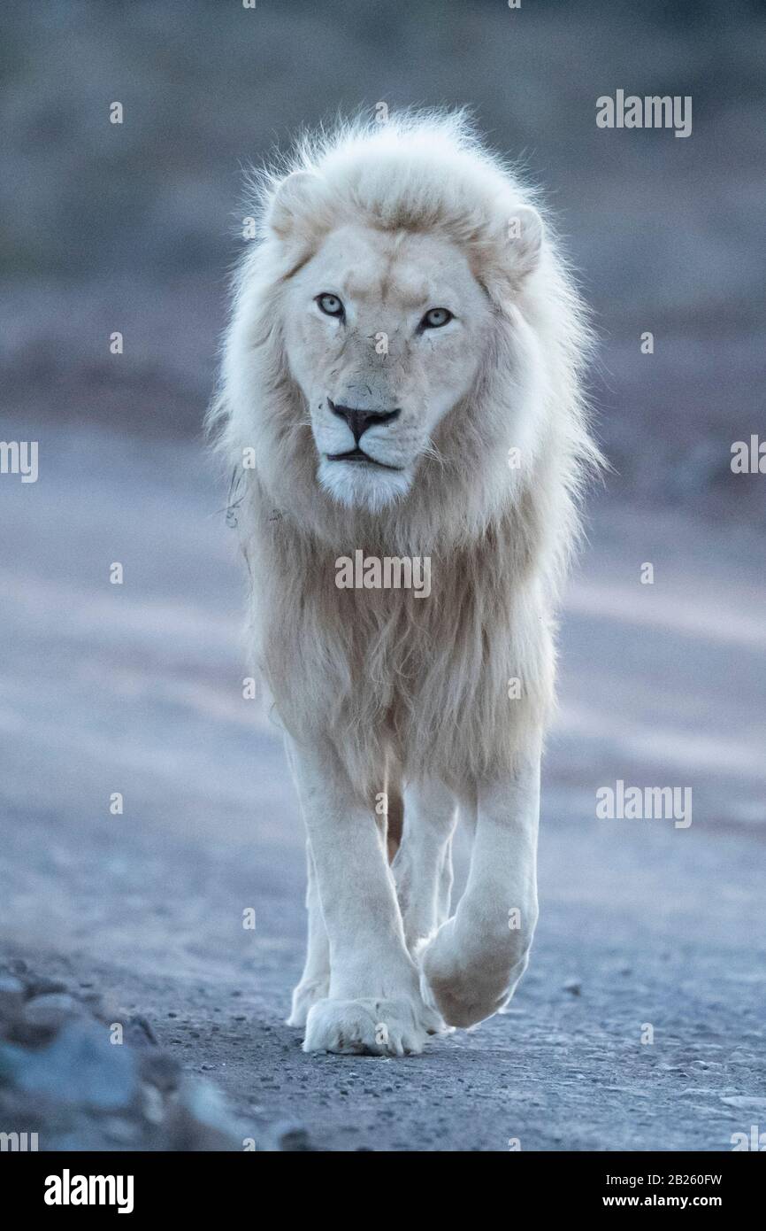 White Lion, Panthera leo, Sanbona Wildlife Reserve, Südafrika Stockfoto