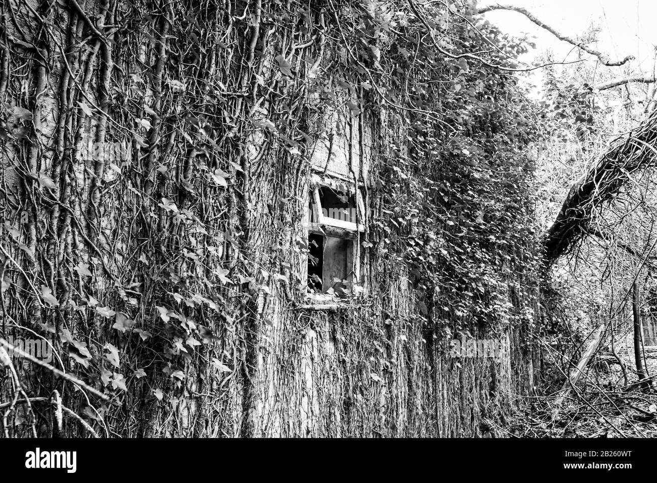 Die Ruinen eines alten Hauses tief im Wald, das einst als Hotel genutzt wurde, aber vor langer Zeit nach einer Auseinandersetzung zwischen einer Frau und einem Ehemann brannte Stockfoto