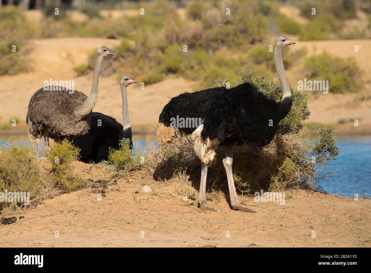 Gemeinsame Strauße, Struthio camelus, Aquila Private Game Reserve, Südafrika Stockfoto