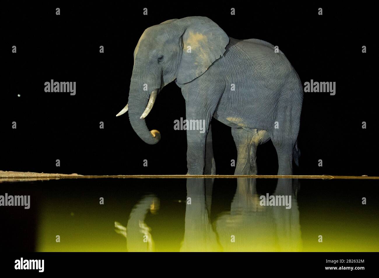 Afrikanischer Elefant, der nachts trinkt, Loxodonta africana africana, Welgevonden Game Reserve, Südafrika Stockfoto
